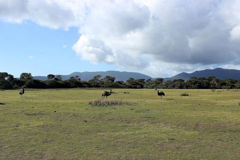 Wilsons Promontory Walking And Sightseeing Tour From Phillip Island - Whitsundays Accommodation 8