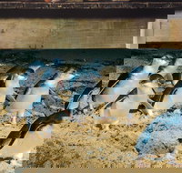 Half Day Phillip Island Penguin Parade PLUS Tour - Whitsundays Accommodation