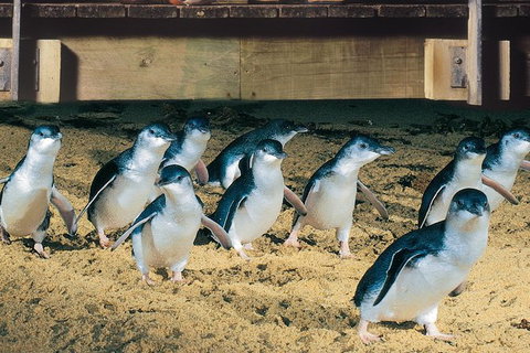 Half Day Phillip Island Penguin Parade PLUS Tour - Whitsundays Accommodation 0