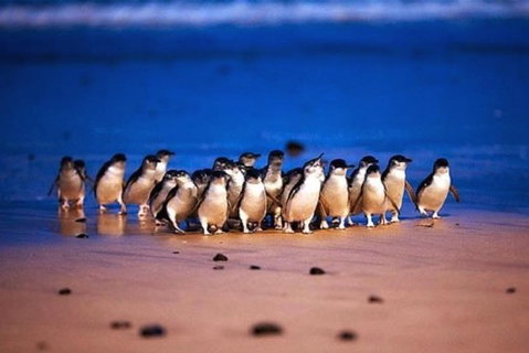 Half Day Phillip Island Penguin Parade PLUS Tour - Whitsundays Accommodation 1