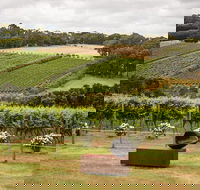 Montalto Vineyard Mornington Peninsula Discovery Wine Tasting and Lunch - Whitsundays Accommodation