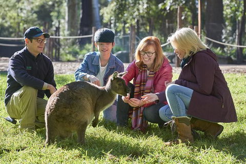 Australian Wildlife Experience At Healesville Sanctuary - Whitsundays Accommodation 0