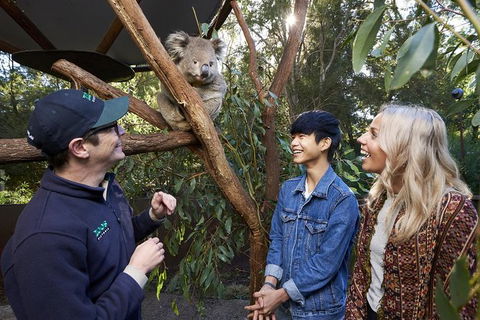 Australian Wildlife Experience At Healesville Sanctuary - Whitsundays Accommodation 1