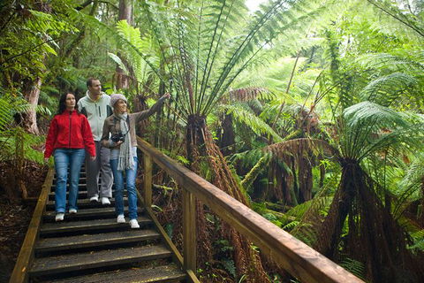 Adventure Sunset Three Day Great Ocean Road Tour - Whitsundays Accommodation 13