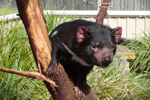 Tasmania 6 Day \'Tour In Circle\' - Whitsundays Accommodation 10