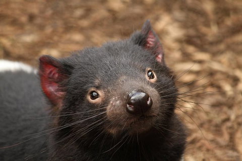 Day Tour In Mt. Field, Mt. Wellington, Bonorong Wildlife Sanctuary And Richmond - Whitsundays Accommodation 1
