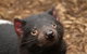 Day Tour In Mt. Field, Mt. Wellington, Bonorong Wildlife Sanctuary And Richmond - thumb 3