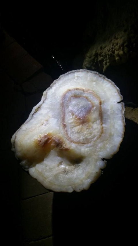 Small-group DayTour From Hobart: Hastings Caves, Huon Valley And Tahune AirWalk - Whitsundays Accommodation 6