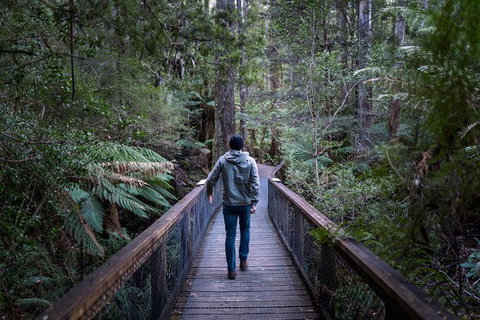 Small-group DayTour From Hobart: Hastings Caves, Huon Valley And Tahune AirWalk - Whitsundays Accommodation 11