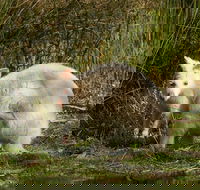 Bruny Island premium private photo-oriented day tour from Hobart - Whitsundays Accommodation