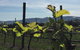 Mona And Wine Experience Tour - thumb 1