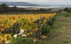 Mona And Wine Experience Tour - thumb 0