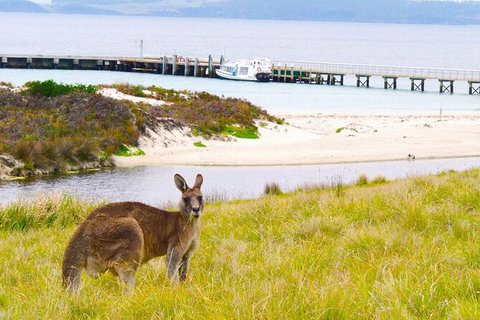 Maria Island Shuttle Bus Hobart To Triabunna (Round Trip) - Whitsundays Accommodation 8