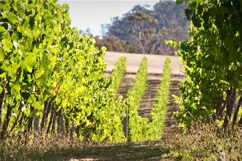 Richmond And Wine Tour Departing Hobart - Whitsundays Accommodation 1