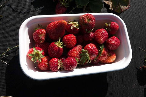 Agrarian Kitchen Eatery And Derwent Valley Gourmet Food Tour - Whitsundays Accommodation 8