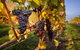 Half Day Tamar Valley Wine Tour - thumb 2
