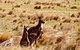 Maria Island National Park - Day Walk And Picnic Lunch - thumb 9