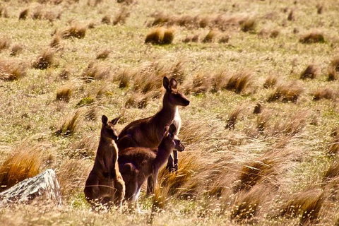 Maria Island National Park - Day Walk And Picnic Lunch - Whitsundays Accommodation 9