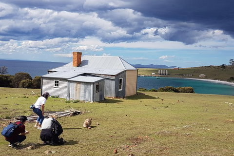 Maria Island National Park - Day Walk And Picnic Lunch - Whitsundays Accommodation 16