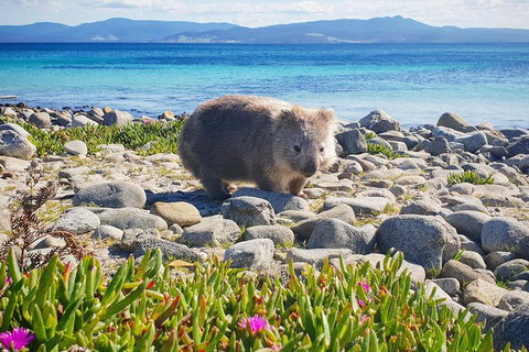 Maria Island National Park - Day Walk And Picnic Lunch - Whitsundays Accommodation 7