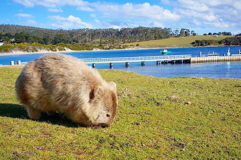 Maria Island National Park - Day Walk And Picnic Lunch - Whitsundays Accommodation 21