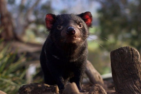 Mt. Field National Park And Bonorong Wildlife Park - Whitsundays Accommodation 0