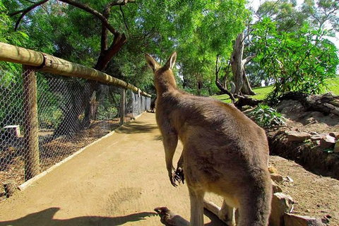 Wilderness And Wildlife - Whitsundays Accommodation 0