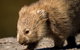 8-Day Tasman Wildlife And Wilderness Encounter Including Accommodation - thumb 1