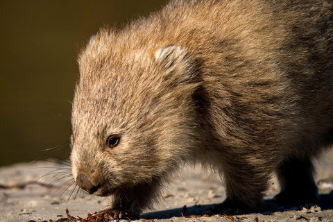 8-Day Tasman Wildlife And Wilderness Encounter Including Accommodation - Whitsundays Accommodation 1