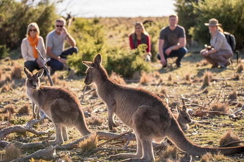 8-Day Tasman Wildlife And Wilderness Encounter Including Accommodation - Whitsundays Accommodation 0