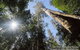 Mt Field And Styx Valley Photography Tour - thumb 1