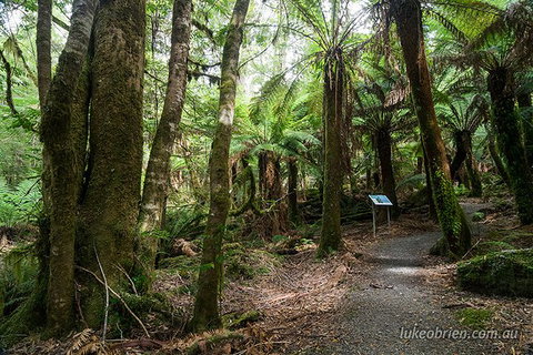 Mt Field And Styx Valley Photography Tour - Whitsundays Accommodation 6