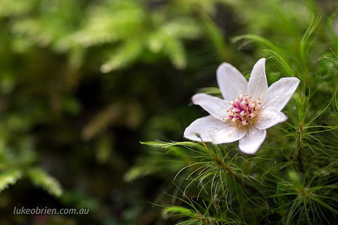 Mt Field And Styx Valley Photography Tour - Whitsundays Accommodation 5