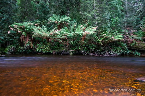 Mt Field And Styx Valley Photography Tour - Whitsundays Accommodation 7