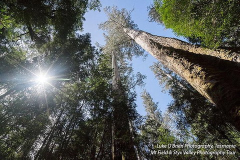 Mt Field And Styx Valley Photography Tour - Whitsundays Accommodation 4