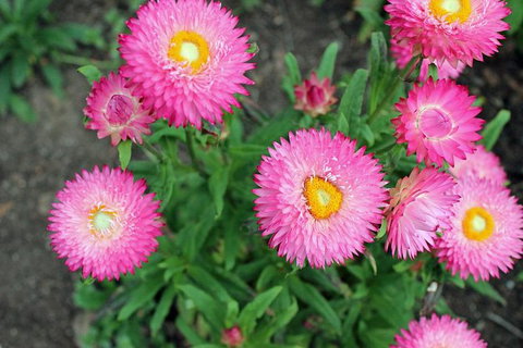 Small-group Tour From Hobart: Native Flora And Fauna, Incl. Royal Bot. Gardens - Whitsundays Accommodation 3
