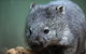 Small-group Tour From Hobart: Native Flora And Fauna, Incl. Royal Bot. Gardens - thumb 4