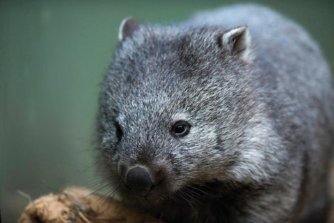 Small-group Tour From Hobart: Native Flora And Fauna, Incl. Royal Bot. Gardens - Whitsundays Accommodation 4