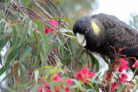 Small-group Tour From Hobart: Native Flora And Fauna, Incl. Royal Bot. Gardens - Whitsundays Accommodation 8