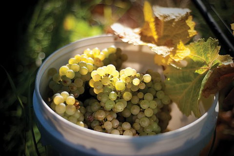 Private Richmond Food And Wine Day Trip From Hobart - Whitsundays Accommodation 1