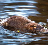 Wild-Platypus 2 hour wildlife tour - Whitsundays Accommodation