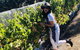 Valleys Of Vino Tour - thumb 1