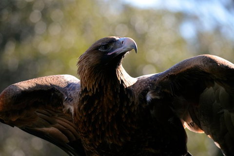Wildlife Day Tour (4+ Hours, $195 Per Person) - Whitsundays Accommodation 0
