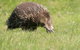 Wildlife Day Tour (4+ Hours, $195 Per Person) - thumb 7