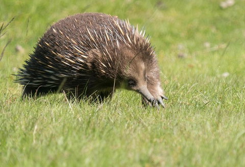 Wildlife Day Tour (4+ Hours, $195 Per Person) - Whitsundays Accommodation 7