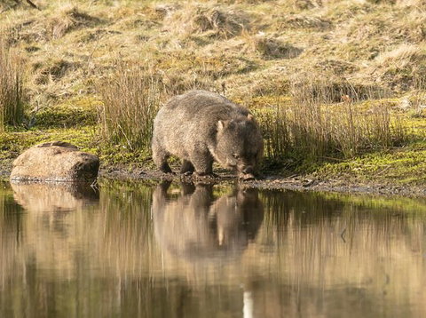 Wildlife Day Tour (4+ Hours, $195 Per Person) - Whitsundays Accommodation 13