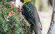 Wildlife Day Tour (4+ Hours, $195 Per Person) - thumb 10