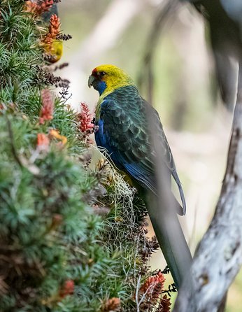 Wildlife Day Tour (4+ Hours, $195 Per Person) - Whitsundays Accommodation 10
