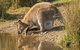 Wildlife Day Tour (4+ Hours, $195 Per Person) - thumb 14