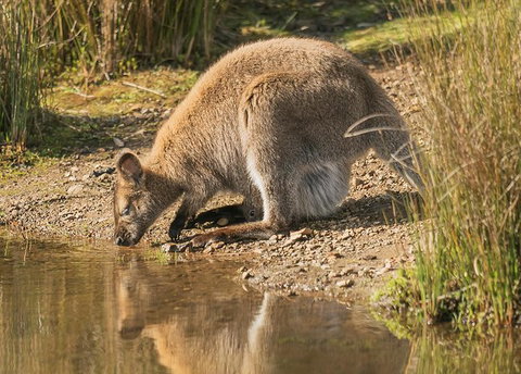 Wildlife Day Tour (4+ Hours, $195 Per Person) - Whitsundays Accommodation 14